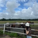 팜팜스테이 | 제주도 동쪽 조천읍 팜팜스테이 숙소 후기 | 초원뷰+제주도 말 을 눈앞에서 감상할 수 있는 힐링숙소...