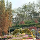 대궐애견카페 | 가볼만한곳: 가을 피나클랜드국화축제 즐기고 카페 드 피나클에서 피자 먹은 솔직후기(가을 데이트 코스)