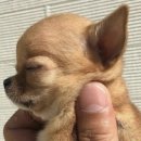 빡빡머리