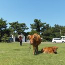 나올레3 이미지