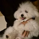 멍줍 강아지 산책 유치원 이미지