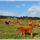 청정목장 이미지