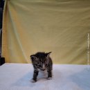 군산시-01257 이미지