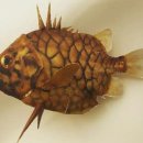 철갑둥어(Pinecone fish) 이미지