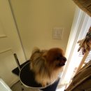 꽃담 멍발소 이미지