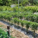 계림꽃농원 이미지