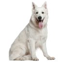 화이트 독 이미지