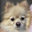 아산아이윌24시동물메디컬센터 이미지