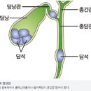 "송어 날로 먹지 마세요"…한국 전세계 사망률 1위인 '이 암' 이미지