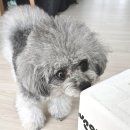 멍그리 이미지