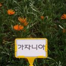 가자니아[gazania] 이미지