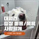 언제나사랑할개 | 경기광주 사모예드 물개컷 미용 및 프리미엄 목욕 후기｜중대형견 출장미용 전문 사랑할개 대형견