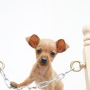 봄봄펫살롱 이미지