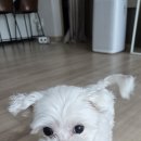 신토불이백순대 이미지