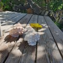 시골마루민박 이미지