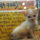 커피타는 고양이 네이버블로그