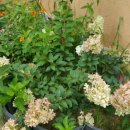 보화다원 이미지