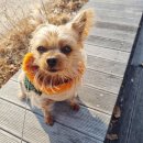 애견 11번가 | 제주도 애견동반 숙소 리브애니웨어 내돈내산 예약 성공 후기