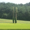 미루나무풍경 이미지