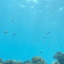 블루 | 몰디브리조트 오블루로비길리 언더워터 레스토랑 온리블루 후기