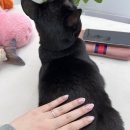 디얼진네일