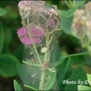 세동반점 이미지