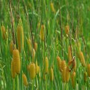 부들공원 이미지