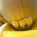 몽키바나나 이미지