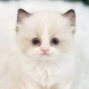 (주)엘마트 의정부점 | 의정부고양이분양 초보에게 필요한 핵심 정보