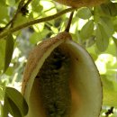 머루다래 이미지