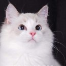 신비돌스 랙돌 캐터리 이미지