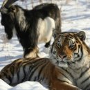 만 마리의 호랑이 이미지