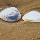 태양의 미소 이미지