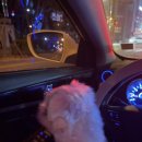 클로버 애견미용 | 남악 애견미용 추천, 클로버애견미용