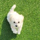 🐶 새로운 오늘, 새로와 함께하는 일상 기록 시작