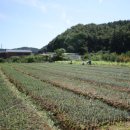 머리농장 이미지