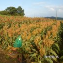 임천농장 이미지