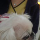 페트로동물의료원 이미지