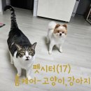 콩이언니 | 포메라니안 곰이와 코리아숏헤어 콩이의 펫시터 후기