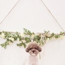 늘봄펫살롱 이미지