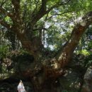 강정동-30 이미지