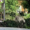 와흘리 1798 이미지