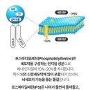 참다한 홍삼 미아점
