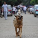 강아지와고양이 이미지