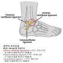 전방거비인대가 파열된 사유 이미지