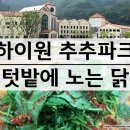 텃밭에노는닭 이미지