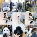 랄라펫살롱 네이버블로그