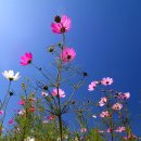 메밀목장 이미지