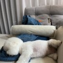 그루밍무무 이미지