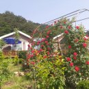 자작나무 펜션2 이미지